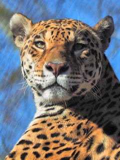 Bild: Jaguar  (Panthera onca) - Zoo Krefeld