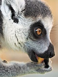 Bild: Katta (Lemur catta) - Zoo Duisburg