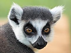 Bild: Katta (Lemur catta) - Zoo Duisburg