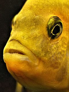 Bild: Buntbarsch (Labidochromis caeruleus "yellow")