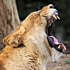 Bild: Löwin (Panthera leo) - Zoo Duisburg