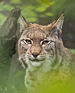 Bild: Eurasischer Luchs (Lynx lynx) - Zoo Duisburg