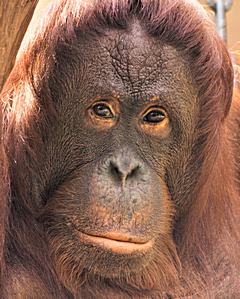 Bild: Borneo-Orang-Utan (Pongo p. pygmaeus) - Zoo Krefeld