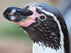 Bild: Humboldt-Pinguin (Spheniscus humboldti) - Zoo Krefeld