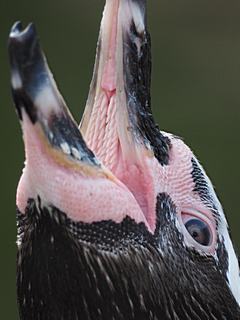 Bild: Humboldt-Pinguin (Spheniscus humboldti) - Zoo Krefeld