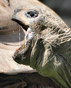 Bild: Aldabra-Riesenschildkröte (Aldabrachelys gigantea)