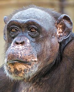 Bild: Schimpanse (Pan troglodytes) - Zoo Krefeld