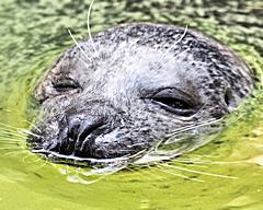 Bild: Seehund (Phoca vitulina) - Zoo Duisburg