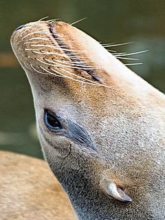 Bild: Kalifornische Seelöwin (Zalophus californianus) - Zoo Krefeld