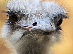 Bild: Strauß (Struthio camelus) - Zoo Krefeld