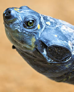 Bild: Terekay Schienenschildkröte (Podocnemis unifilis)
