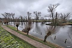 Bild: Rheinaue vor der östlichen Stadtmauer