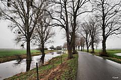 Bild: Wiesenstraße und südliche Rheinauen