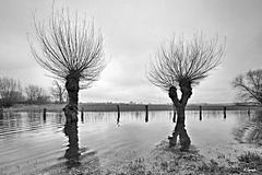 Bild: Hochwasser im alten Rheinbett