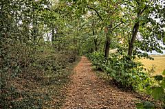 Bild: Waldweg zur Kirche