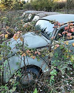 Bild: VW Käfer in Reihe