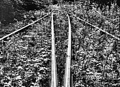 Bild: Gleise an der Gleisharfe - 1993